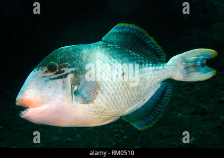 Yellowmargin Triggerfish, Pseudobalistes flavimarginatus, Liberty Wreck dive site, Tulamben, Bali, Indonesia, Indian Ocean Stock Photo
