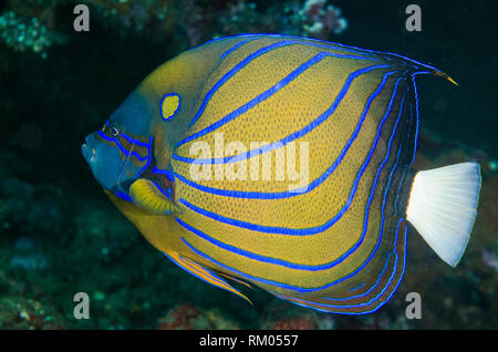 Blue-ringed Angelfish, Pomacanthus annularis, Liberty Wreck dive site, Tulamben, Bali, Indonesia, Indian Ocean Stock Photo