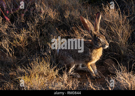 Scrub Hare in the early morning light Stock Photo