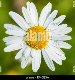 A macro shot of an oxeye daisy bloom. Stock Photo