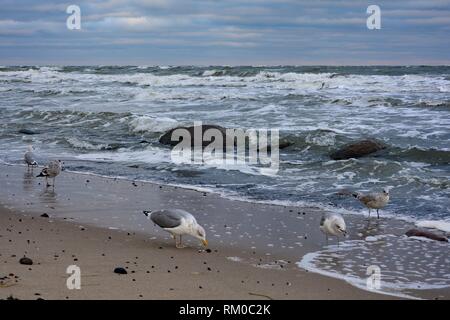 Many gulls stands on the sandy beach with sea ,rock and sky   in the background Stock Photo