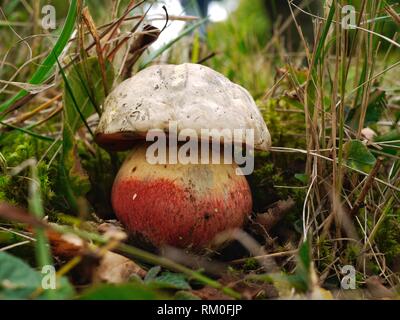 Boletus Satanus - The Devil's Bolete, a rare fungus widely regarded as  the only potentially deadly member of the boletus family Stock Photo
