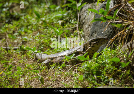 A golden tegu lizard, latin name Tupinambis teguixin, known locally as a sally painter, lurking in the rainforest in Tobago. Stock Photo