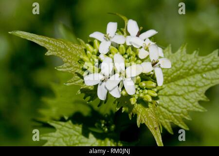 Garlic Mustard, Alliaria petiolata.