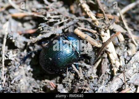 Dor Beetle, Anoplotrupes stercorosus, large, rotund earth-boring dung beetle of deep metallic midnight blue, easily confused with Geotrupes or