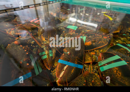 A restaurant aquarium overflows with a catch of lobsters brought fresh from the Atlantic in Maine in USA. Stock Photo