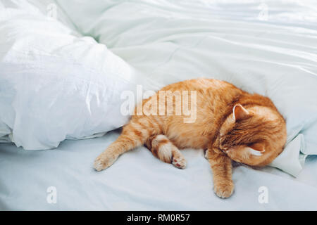Ginger cat lying on empty bed at home in the morning. Pet cleaning itself. Kitten sleeping Stock Photo