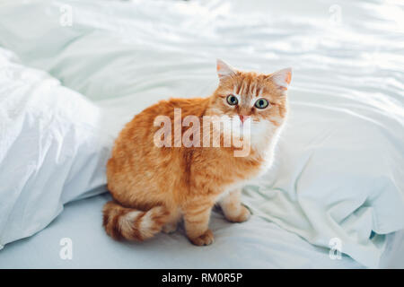 Ginger cat sitting on empty bed at home in the morning and looking at camera. Stock Photo
