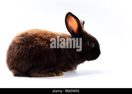 black rabbit on a white background Stock Photo