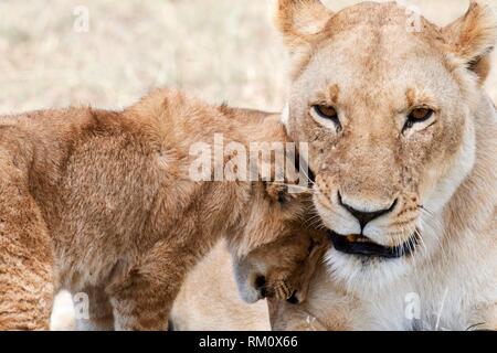 African Lion (Panthera leo) cub greeting female, Masai Mara National Reserve, Kenya, Africa.