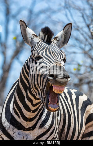 A closeup of a Zebra that looks as if he is laughing Stock Photo