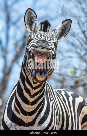 A closeup of a Zebra that looks as if he is laughing Stock Photo