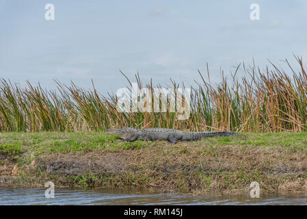 American Alligator sunning itself along the Apopka Loop Trail in Orange County Florida USA Stock Photo