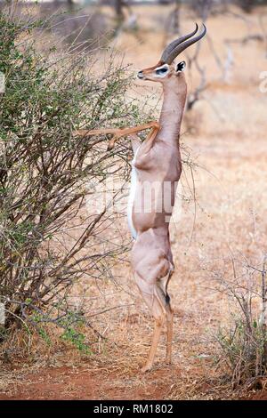 A Gerenuk (Litocranius walleri) standing on its hind legs feeding on ...