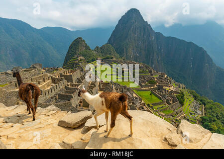 Two llamas walking in front of the Machu Picchu near the city Cusco, Peru. Stock Photo