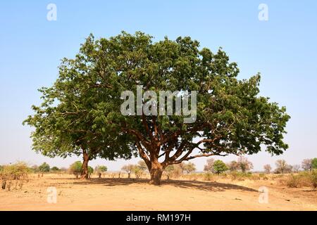 Wild mango tree (Cordyla africana) South Luangwa National Park, Zambia.