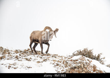 Male bighorn sheep (Ovis canadensis) in Yellowstone National Park in Wyoming, USA Stock Photo