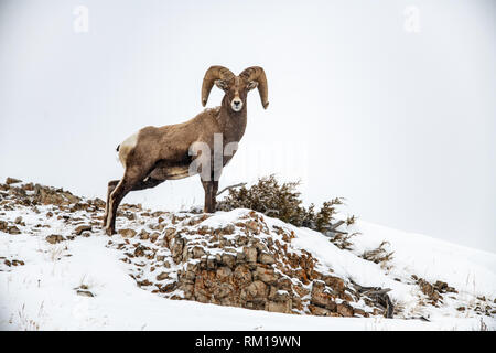 Male bighorn sheep (Ovis canadensis) in Yellowstone National Park in Wyoming, USA Stock Photo