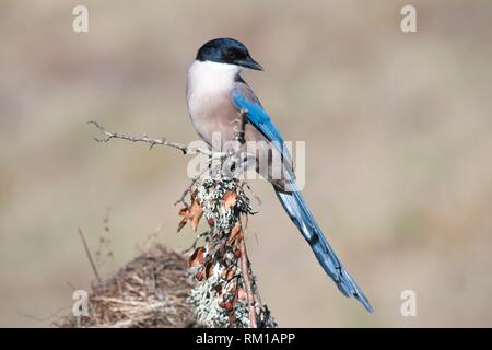 Asian blue-necked (Cyanopica cyanus), photographed in the Tietar Valley, Toledo.