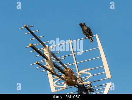 A shot of a starling perched on a silver television mast. Stock Photo
