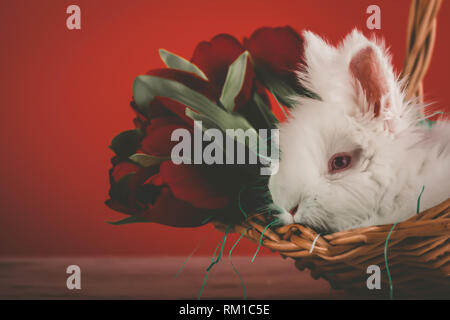 Little bunny in basket with tulips - Easter card - Image Stock Photo