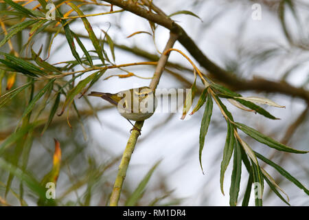 Pallas's Leaf Warbler [Phylloscopus proregulus] - Donna Nook, Lincolnshire Stock Photo