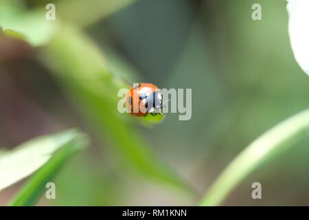 Five-spot Ladybird, Coccinella quinquepunctata.