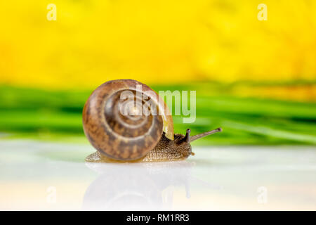 Closeup of a snail in the Studio on a white glossy surface and blurred background in yellow and green Stock Photo