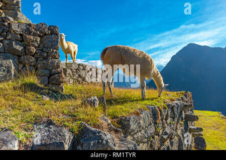 Two llama grazing on the inca agriculture field terraces filled with grass in the Machu Picchu, Cusco Province, Peru. Stock Photo