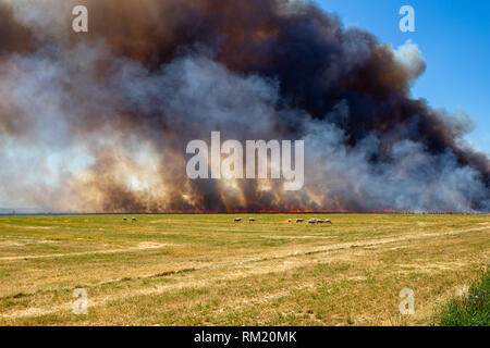 Sheep graze in the near field while the straw stubble from a barley crop is burnt next to them on a farm in Canterbury, New Zealand Stock Photo