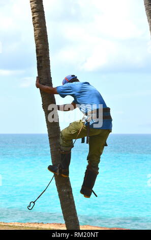 Gardener in harness climbing up a coconut (Cocos nucifera) palm tree to cut off dead branches in a tropical coastal garden. Man at work, work safety Stock Photo