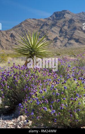 Salvia pachyphylla, Mojave sage Stock Photo - Alamy