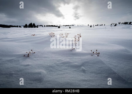 WY03615-00...WYOMING - Snow covered ridge in the Blacktail Deer Plateau in Yellowstome National Park. Stock Photo