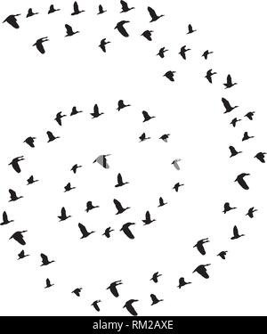 vector illustration of flying birds. nature, animal world background. Stock Vector