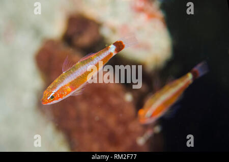 Blue-striped Dwarfgoby, Trimma tevegae, pair, Jiko Lemong dive site, Lembeh Straits, Sulawesi, Indonesia Stock Photo