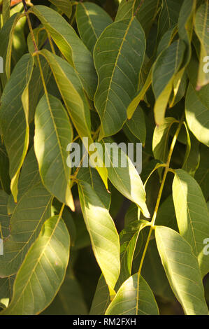 Close-up of numerous leaves of green walnut branches on the tree Stock Photo