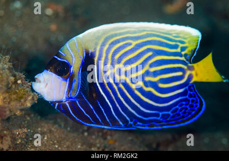Sub-adult Emperor Angelfish, Pomacanthus imperator, Melasti dive site, Seraya, Bali, Indonesia, Indian Ocean Stock Photo