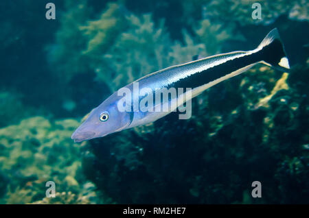 Blue Blanquillo, Malacanthus latovittatus, Citrus Ridge dive site, Yanggefo Island, Dampier Straits, Raja Ampat (4 Kings), West Papua, Indonesia, Indi Stock Photo