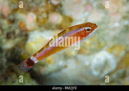 Blue-striped Dwarfgoby, Trimma tevegae, Raining Anchovies dive site, Farondi Island, Misool, Raja Ampat (4 Kings), West Papua, Indonesia, Indian Ocean Stock Photo