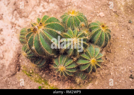 Cactus , succulents in the ground in the park Stock Photo