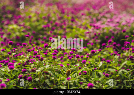 gomphrena globosa or Fireworks Flower is a beautiful pink small flower in garden
