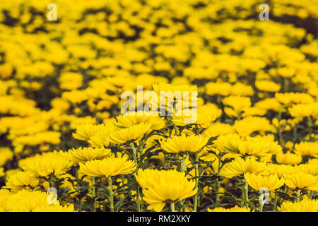 Yellow flowers in honor of the Vietnamese new year. Lunar new year flower market. Chinese New Year. Tet Stock Photo