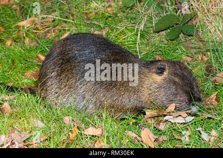 Nutria, Tualatin River National Wildlife Refuge, Oregon Stock Photo ...