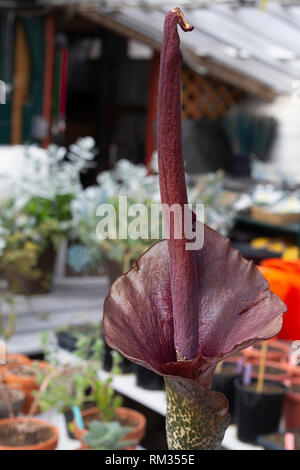 Corpse flower in bloom in a garden shop in Colorado Springs. Amorphophallus titanum, titan arum, Stock Photo