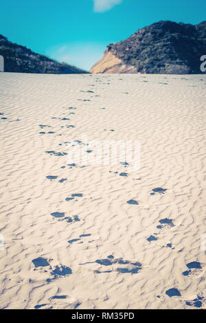 Footprints through the sand dunes leading down to Wharariki Beach. Wharariki Beach is west of Cape Farewell, the northernmost point of the South Islan Stock Photo