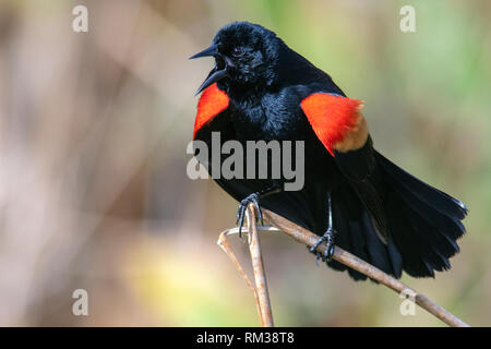Male Red-winged Blackbird (Agelaius phoeniceus) Displaying - Green Cay Wetlands - Boynton Beach, Florida USA Stock Photo