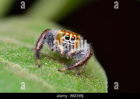 Male jumping spider, Thyene imperialis, Satara, Maharashtra, India Stock Photo