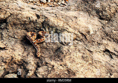 Saw scaled Viper, Echis carnitus slithering away, Satara, Maharashtra, India Stock Photo