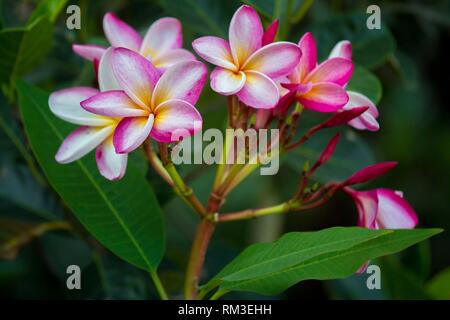 Plumeria common name plumeria is a genus of flowering plants in the dogbane family, Apocynaceae. It contains primarily deciduous shrubs and small