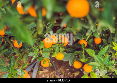 Close up Vibrant orange citrus fruits on a Kumquat tree in honor of the Vietnamese new year. Lunar new year flower market. Chinese New Year. Tet Stock Photo